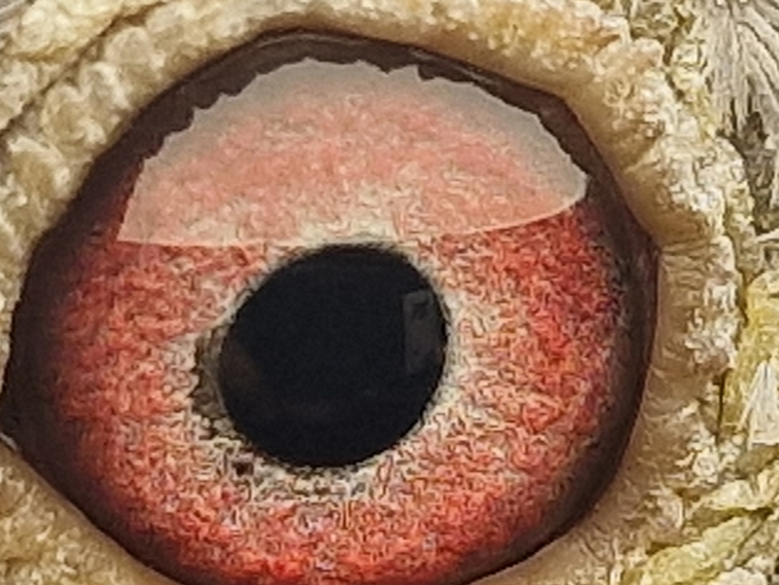 Pigeon eye